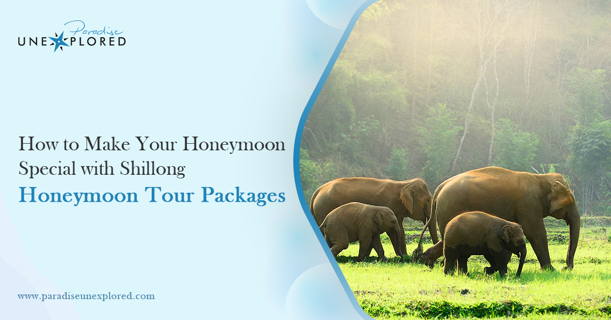 How to Make Your Honeymoon Special with Shillong Honeymoon Tour Packages?