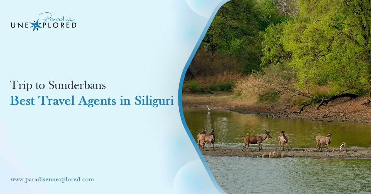 Trip to Sunderbans- Best Travel Agents in Siliguri